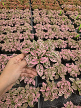 Wholesale 2" Pink Polka Dot Plant – Hypoestes Phyllostachya Colorful Indoor Foliage Plant