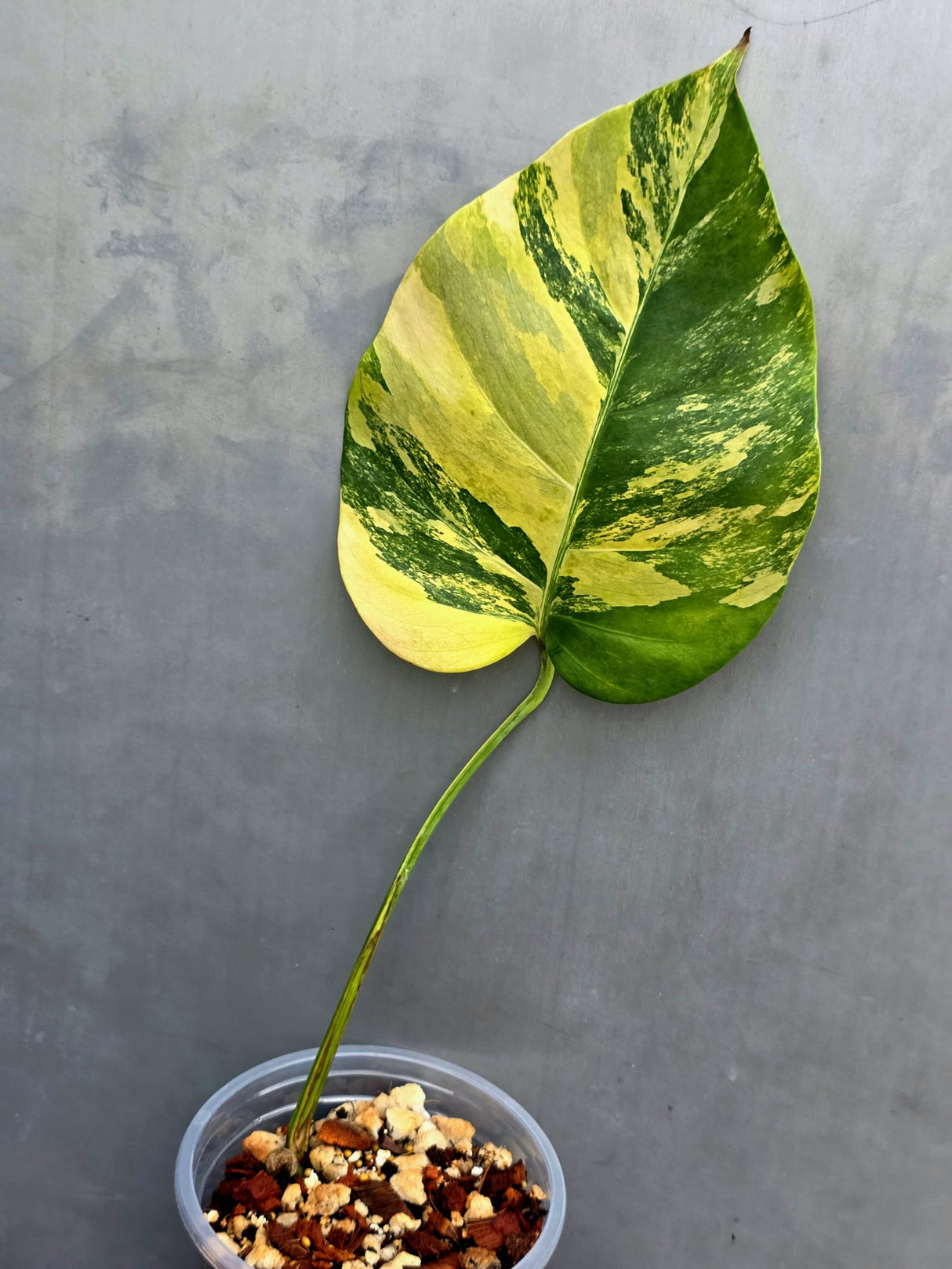 Monstera Aurea Variegated Borsigiana Live Plant - (May-17-13)