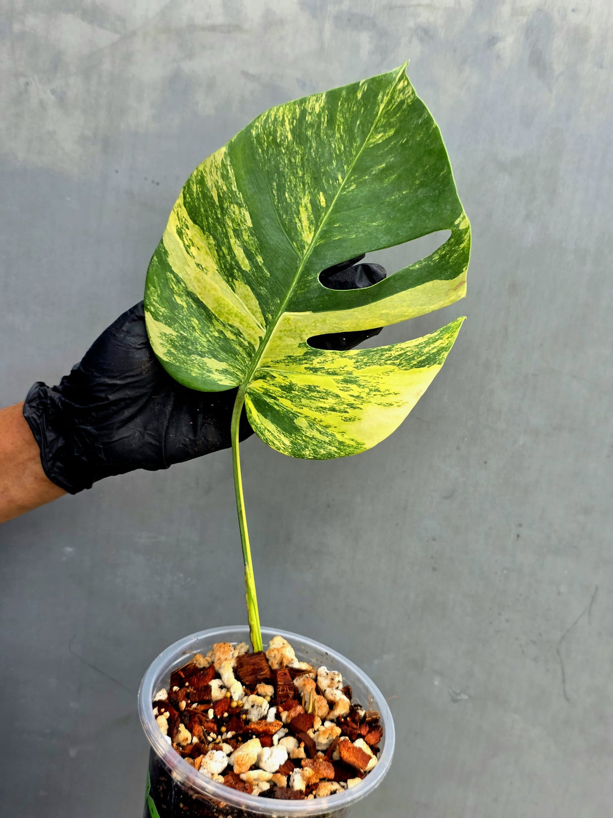 Monstera Aurea Variegated Borsigiana Live Plant - Rare Monstera Marmota - Exact SAME Plant - US Seller