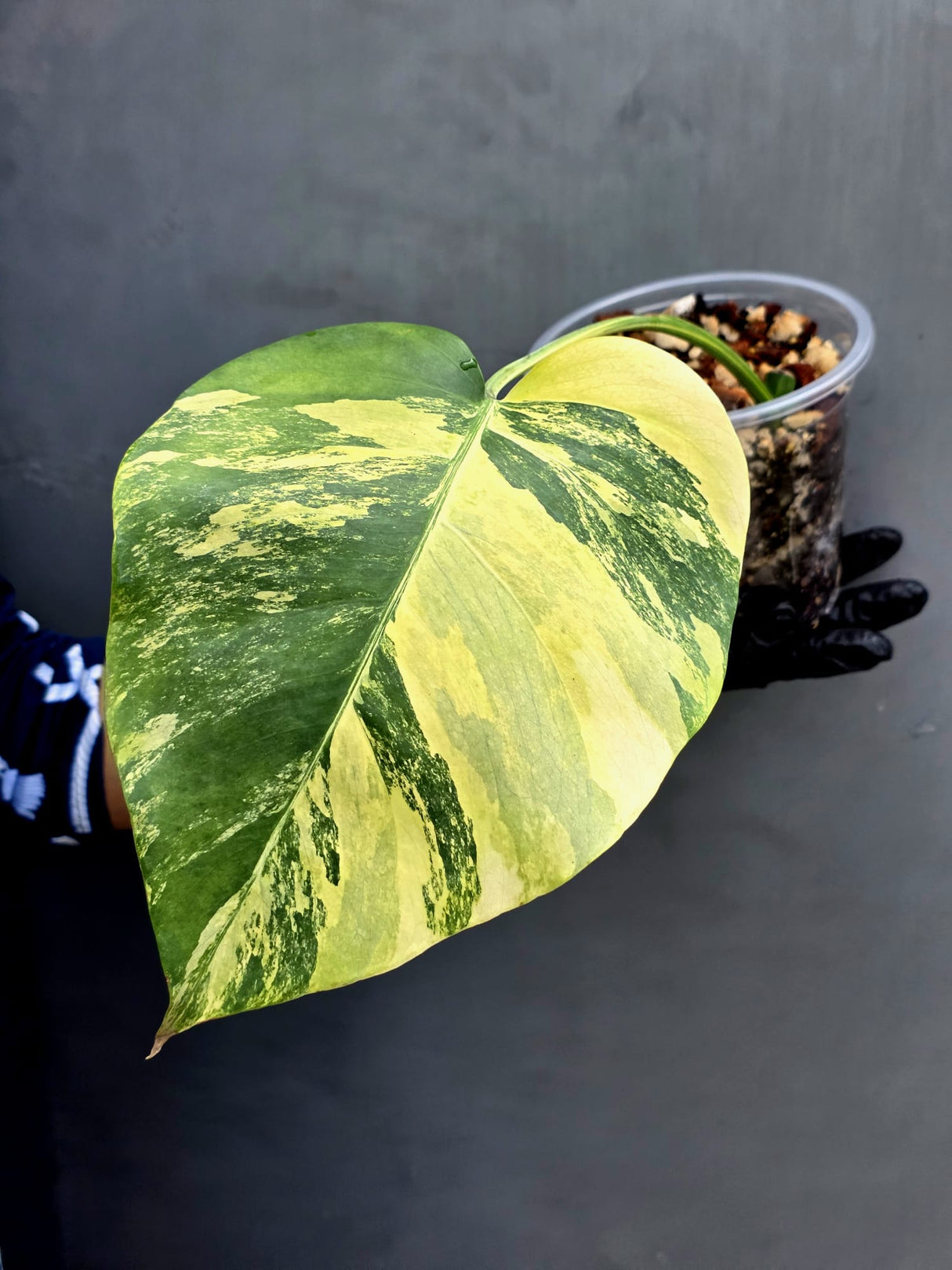Monstera Aurea Variegated Borsigiana Live Plant - (May-17-13)