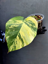 Monstera Aurea Variegated Borsigiana Live Plant - (May-17-13)