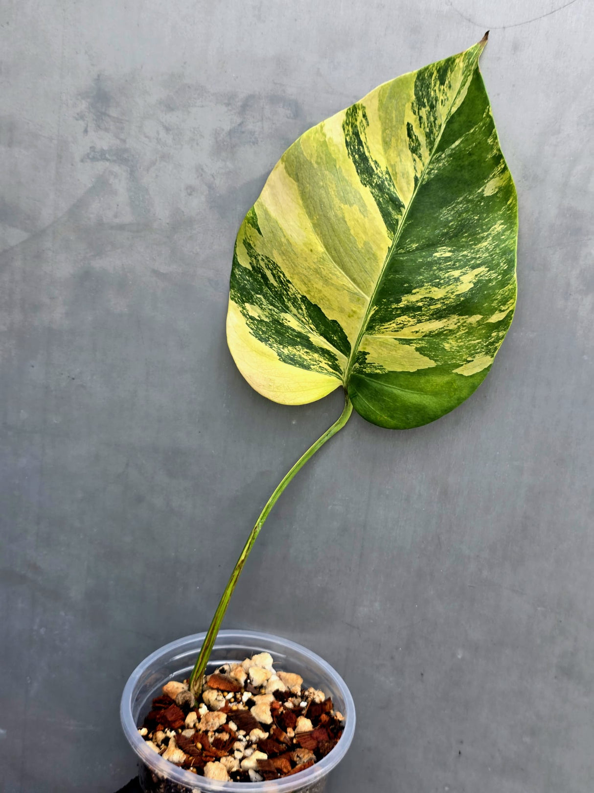 Monstera Aurea Variegated Borsigiana Live Plant - (May-17-13)