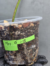 Monstera Aurea Variegated Borsigiana Live Plant - (May-17-13)