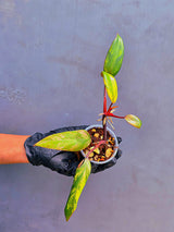 Variegated Philodendron Strawberry Shake Live Plant - Rare Collector Plant - EXACT Plant - US Seller