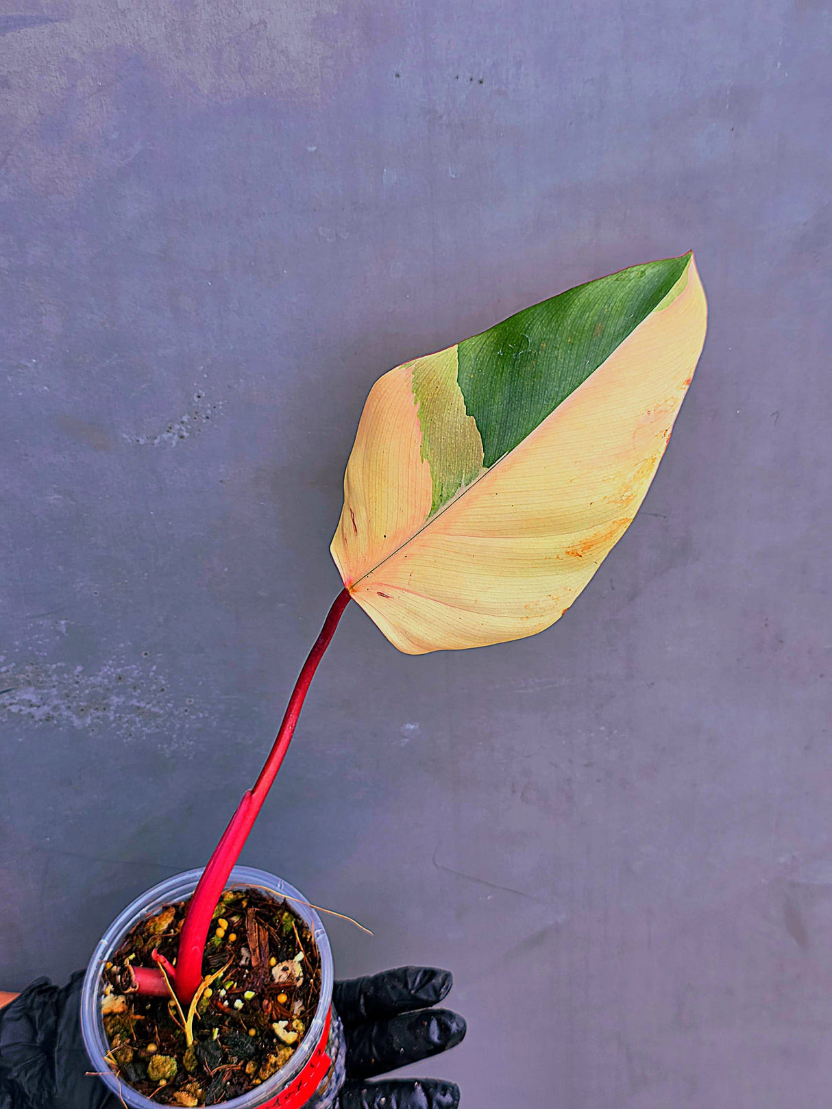 Variegated Philodendron Strawberry Shake Live Plant - Rare Collector Plant - EXACT Plant - US Seller