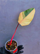 Variegated Philodendron Strawberry Shake Live Plant - Rare Collector Plant - EXACT Plant - US Seller