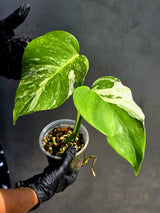 High Variegated Monstera Albo - Rare EXACT Plant - (May-17-62)