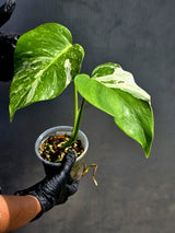 High Variegated Monstera Albo - Rare EXACT Plant - (May-17-62)