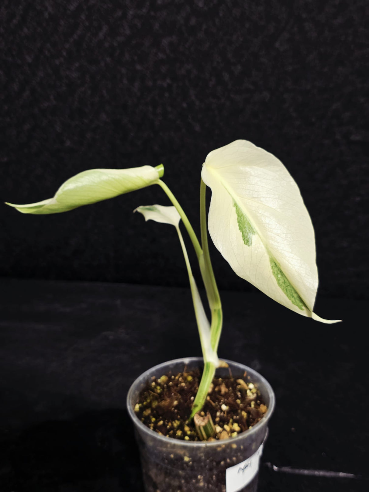 Variegated Monstera Albo - Rare EXACT Plant - (May-17-45)
