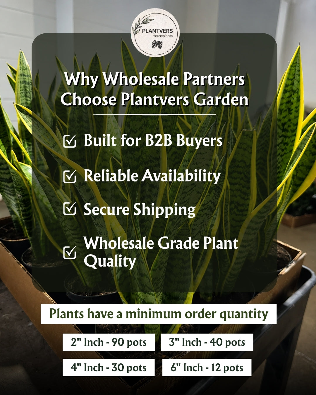 Wholesale 4” Peperomia Watermelon – Indoor Decorative Plant