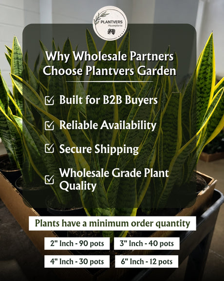 Wholesale- 4" Assorted House Plant -Air Purifying Indoor Plants