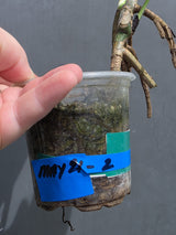 Variegated Monstera Albo - White Monstera - US Seller (May-21-2)