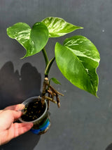 Variegated Monstera Albo - White Monstera - US Seller (May-21-2)