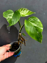 Variegated Monstera Albo - White Monstera - US Seller (May-21-2)
