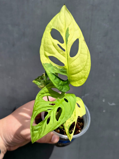 Variegated White Monstera Adansonii Albo - Exact Plant - US Seller (May-21-18)