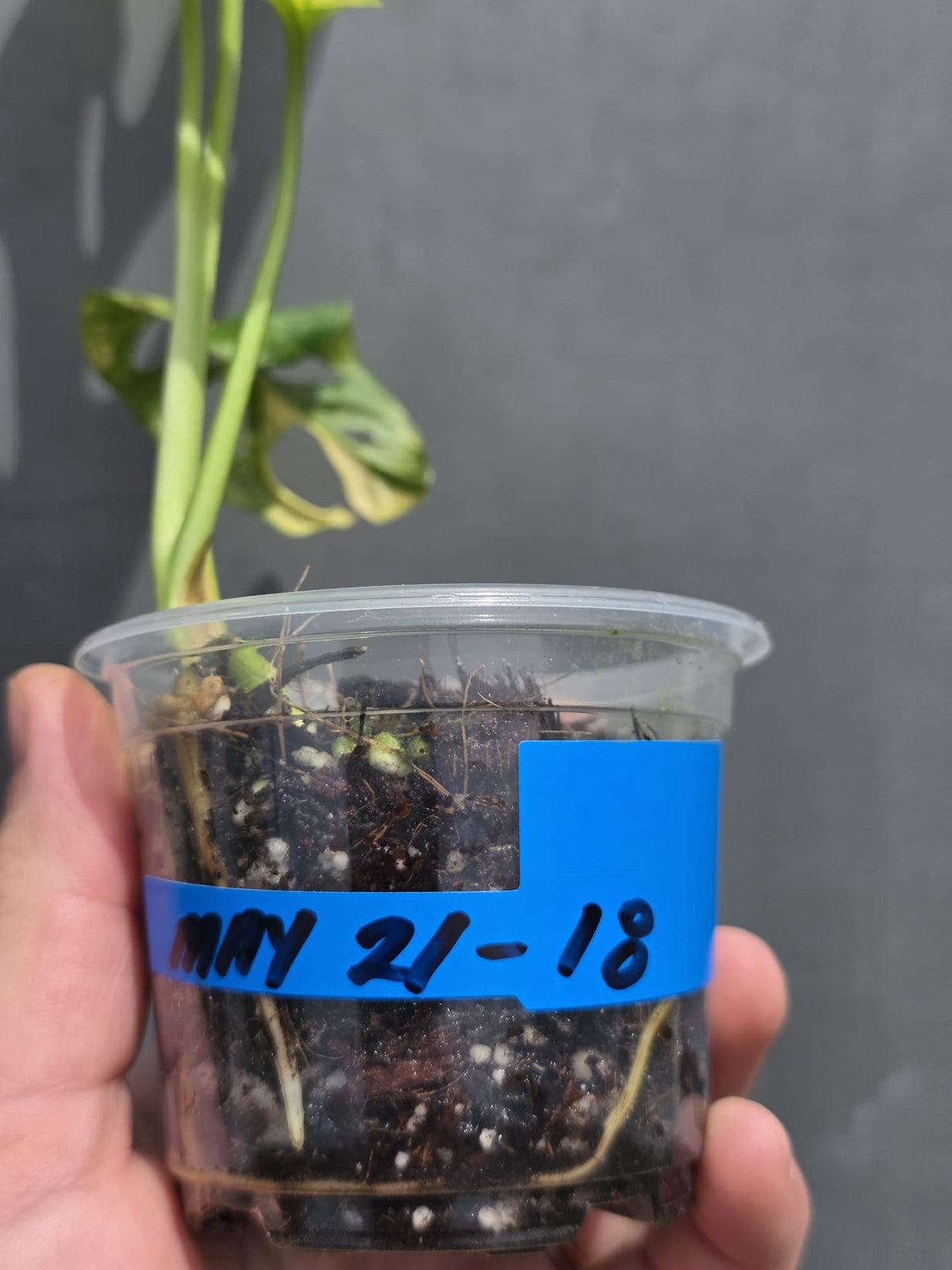 Variegated White Monstera Adansonii Albo - Exact Plant - US Seller (May-21-18)