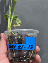 Variegated White Monstera Adansonii Albo - Exact Plant - US Seller (May-21-18)
