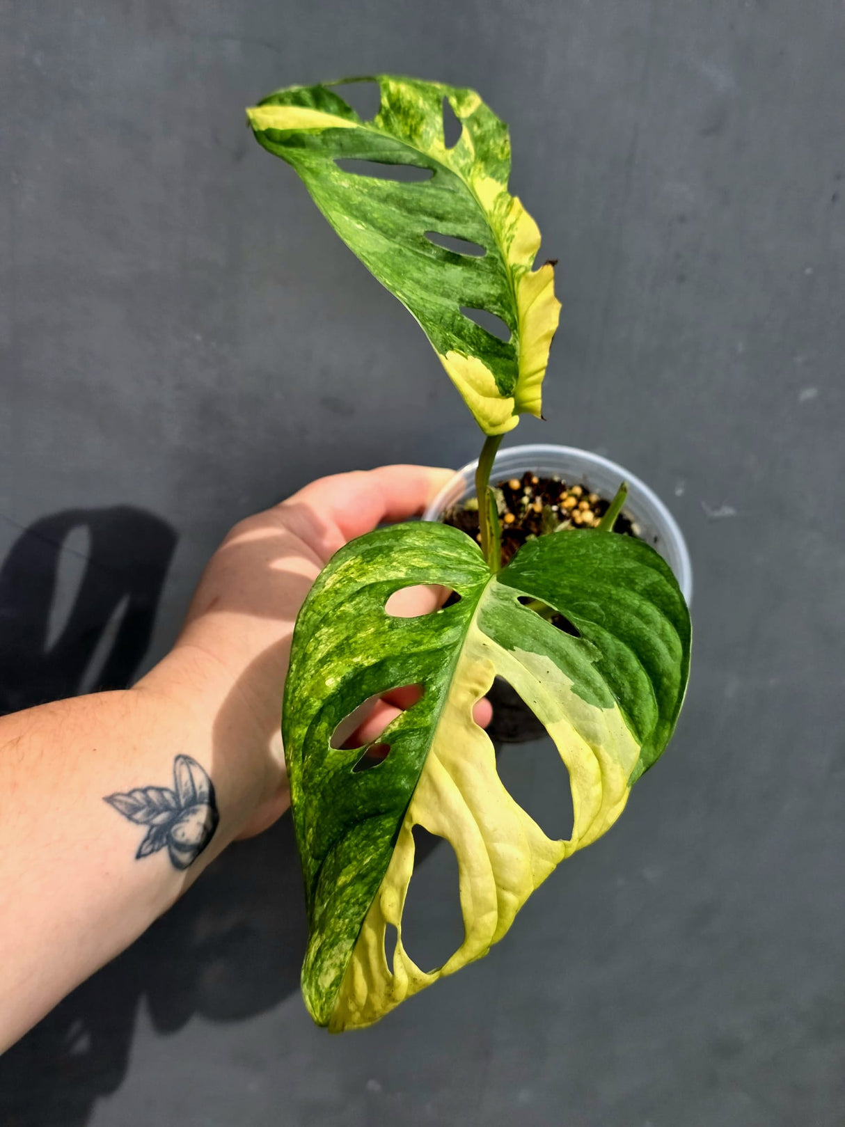 Variegated Monstera Adansonii Albo - Swiss Cheese Plant - US Seller (May-21-19)