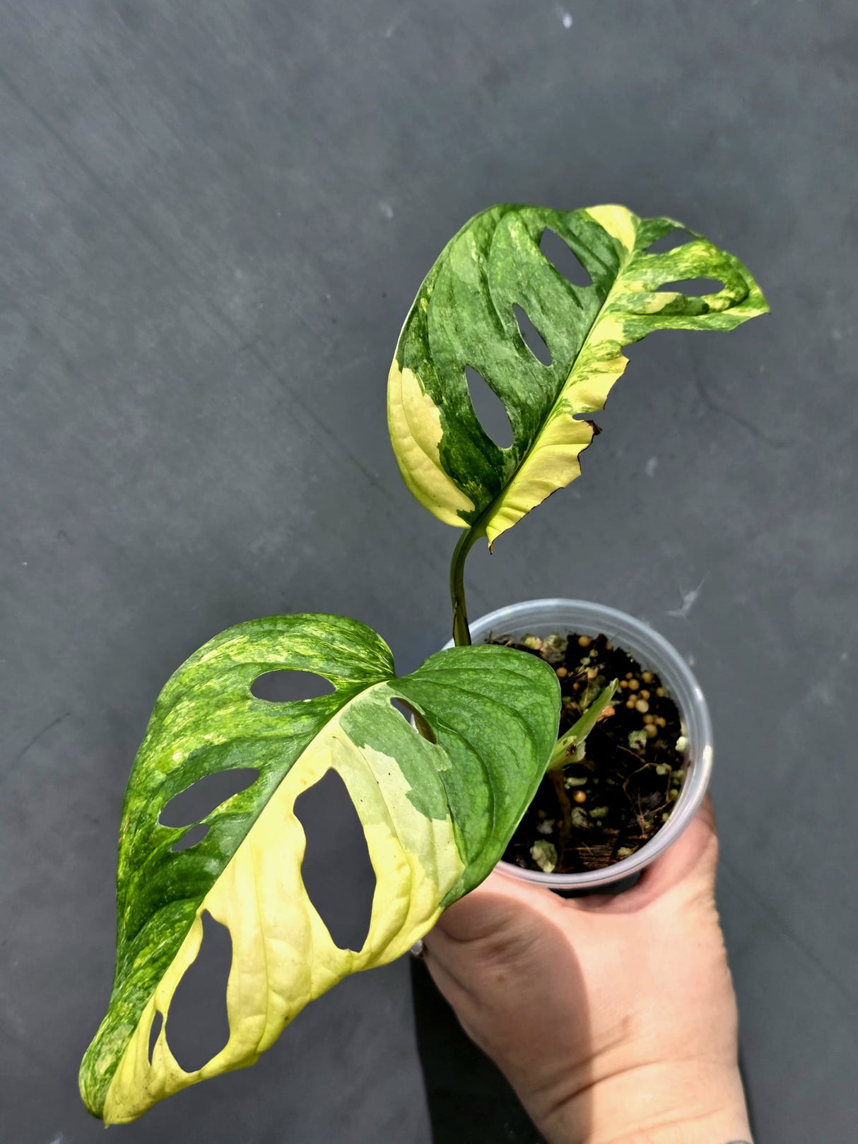 Variegated Monstera Adansonii Albo - Swiss Cheese Plant - US Seller (May-21-19)
