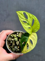 Variegated Monstera Adansonii Albo - Swiss Cheese Plant - US Seller (May-21-27)