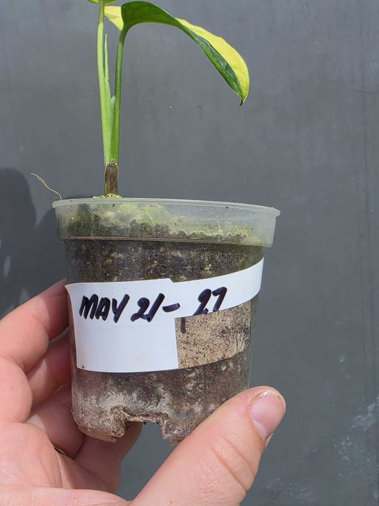 Variegated Monstera Adansonii Albo - Swiss Cheese Plant - US Seller (May-21-27)