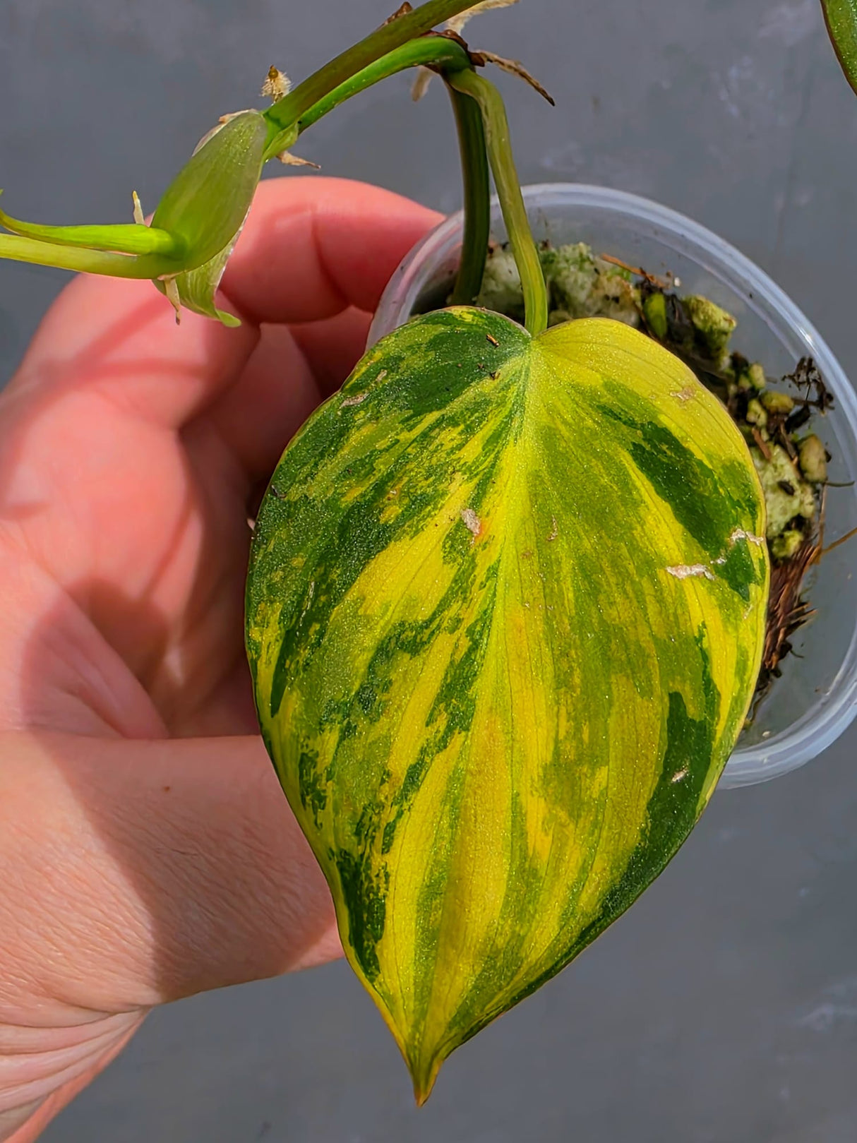 Variegated Philodendron Mican Aurea - Exact Plant - US Seller (May-21-54)
