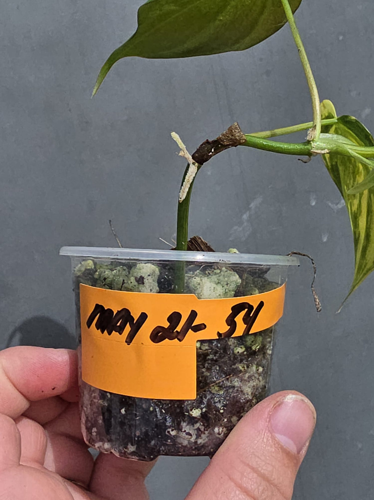 Variegated Philodendron Mican Aurea - Exact Plant - US Seller (May-21-54)