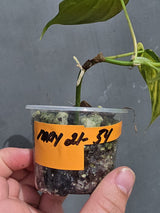 Variegated Philodendron Mican Aurea - Exact Plant - US Seller (May-21-54)