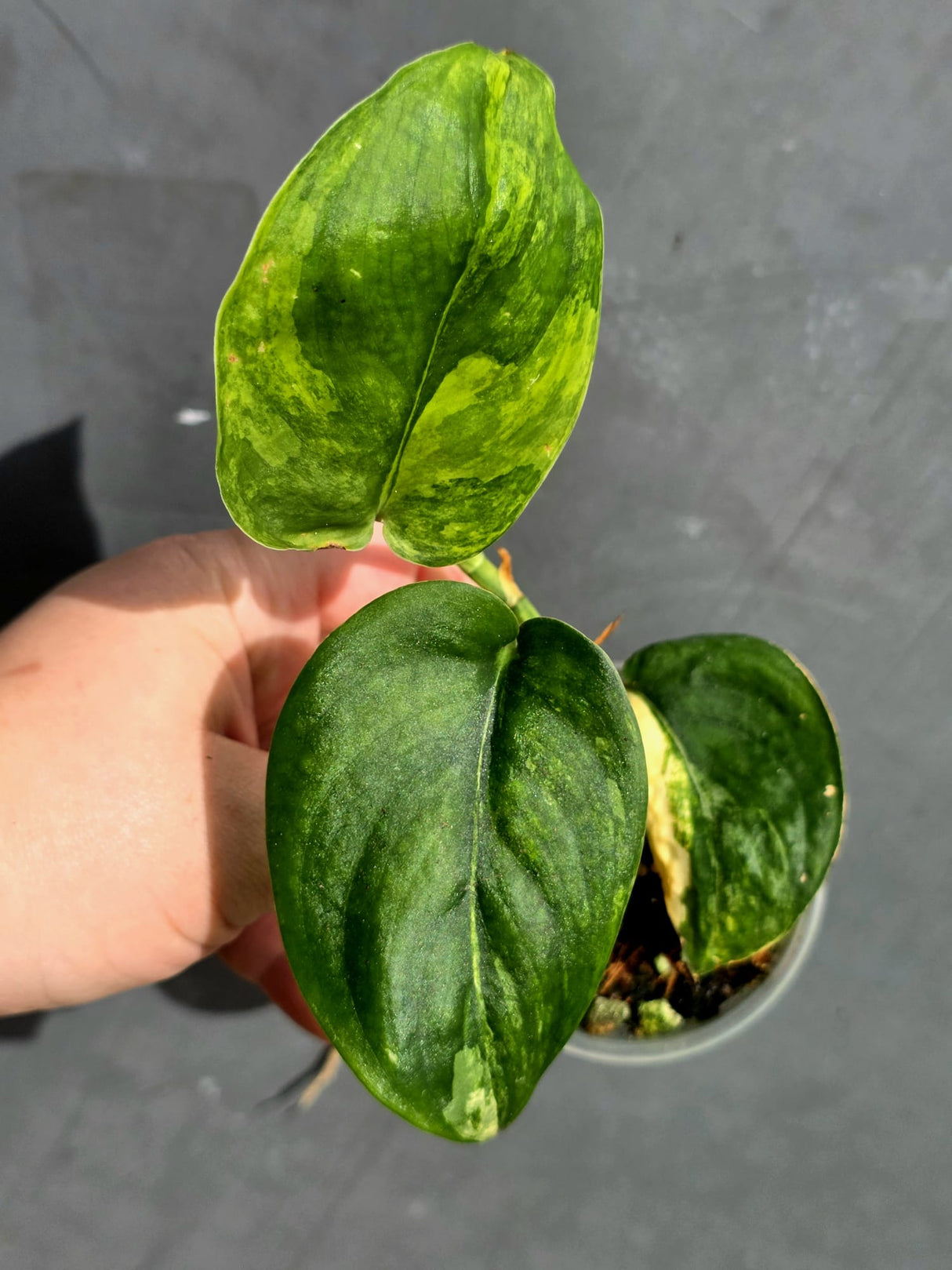 Scindapsus Jade Satin Variegated Plant - Exact Plant - US Seller (May-21-60)