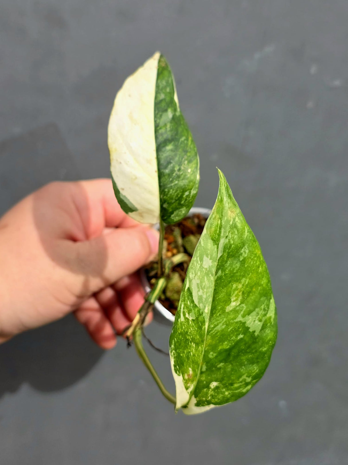 RARE Variegated Epipremnum Pinnatum Albo - Exact SAME Plant - US Seller (May-21-63)