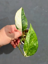 RARE Variegated Epipremnum Pinnatum Albo - Exact SAME Plant - US Seller (May-21-63)