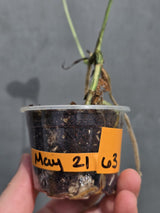 RARE Variegated Epipremnum Pinnatum Albo - Exact SAME Plant - US Seller (May-21-63)