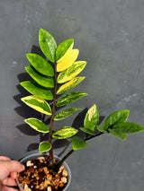 Variegated ZZ Zamioculcas Zamiifolia  Gold Live Plant - EXACT Same Plant -(May-21-100)