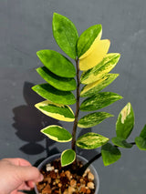 Variegated ZZ Zamioculcas Zamiifolia  Gold Live Plant - EXACT Same Plant -(May-21-100)