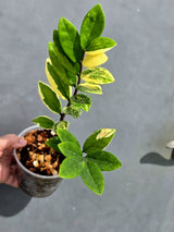 Variegated ZZ Zamioculcas Zamiifolia  Gold Live Plant - EXACT Same Plant -(May-21-100)