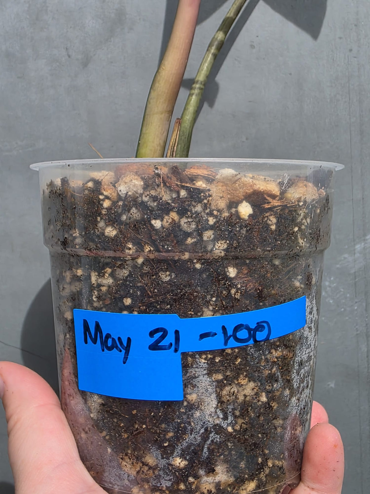 Variegated ZZ Zamioculcas Zamiifolia  Gold Live Plant - EXACT Same Plant -(May-21-100)