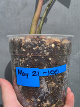Variegated ZZ Zamioculcas Zamiifolia  Gold Live Plant - EXACT Same Plant -(May-21-100)