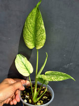 Variegated Monstera Mint Plant - Super Rare EXACT Plant - (May-21-11)