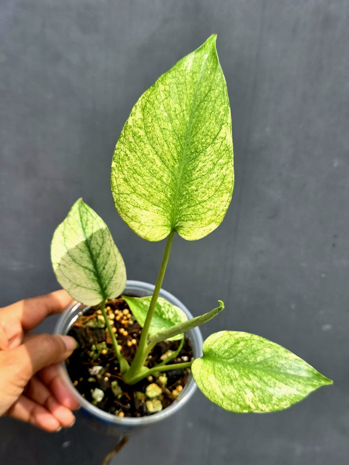 Variegated Monstera Mint Plant - Super Rare EXACT Plant - (May-21-11)