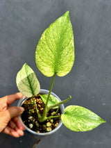 Variegated Monstera Mint Plant - Super Rare EXACT Plant - (May-21-11)