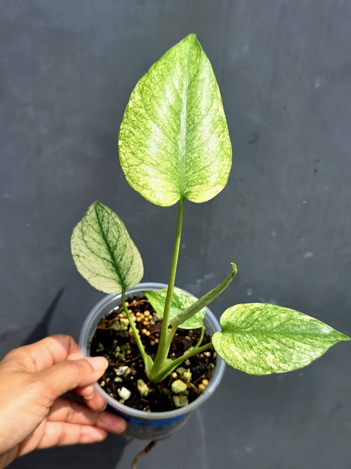 Variegated Monstera Mint Plant - Super Rare EXACT Plant - (May-21-11)