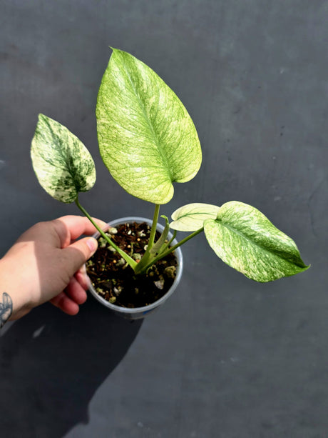Variegated Monstera Mint Plant - Super Rare EXACT Plant - (May-21-9)