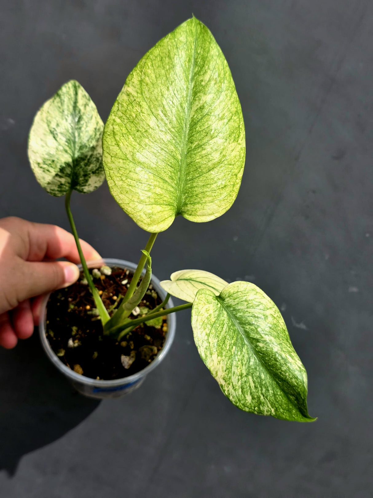 Variegated Monstera Mint Plant - Super Rare EXACT Plant - (May-21-9)