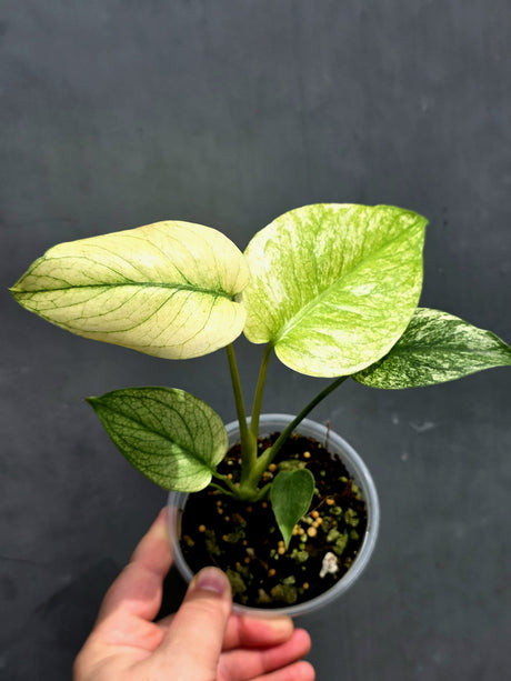 Variegated Monstera Mint Plant - Super Rare EXACT Plant - (May-21-10)