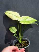 Variegated Monstera Mint Plant - Super Rare EXACT Plant - (May-21-10)