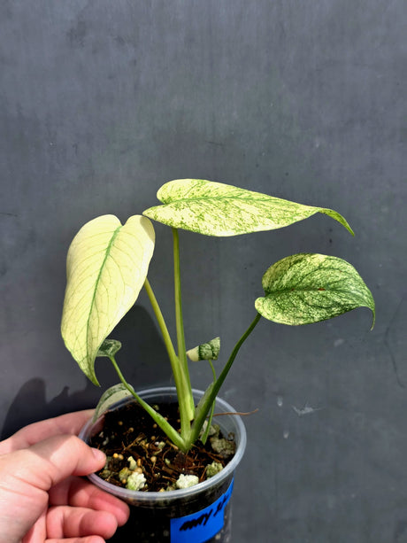 Variegated Monstera Mint Plant - Super Rare EXACT Plant - (May-21-13)
