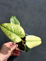 Variegated Monstera Mint Plant - Super Rare EXACT Plant - (May-21-13)