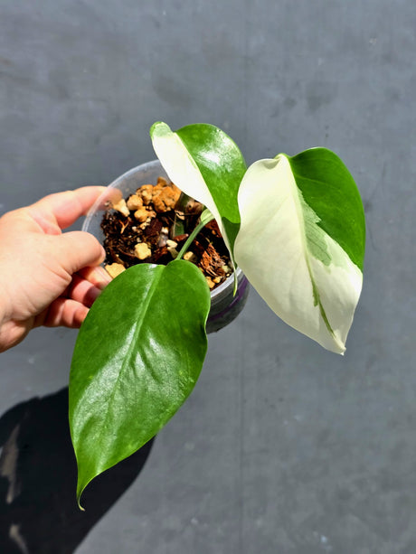Variegated Monstera Albo - White Monstera Borsigiana Baby Leaf - (May-29-83)