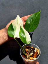 Variegated Monstera Albo - White Monstera Borsigiana Baby Leaf - (May-29-83)