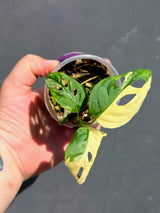 Variegated Monstera Adansonii Albo - Swiss Cheese Plant - (May-29-87)